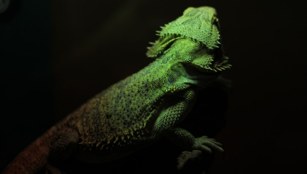 iguana verde