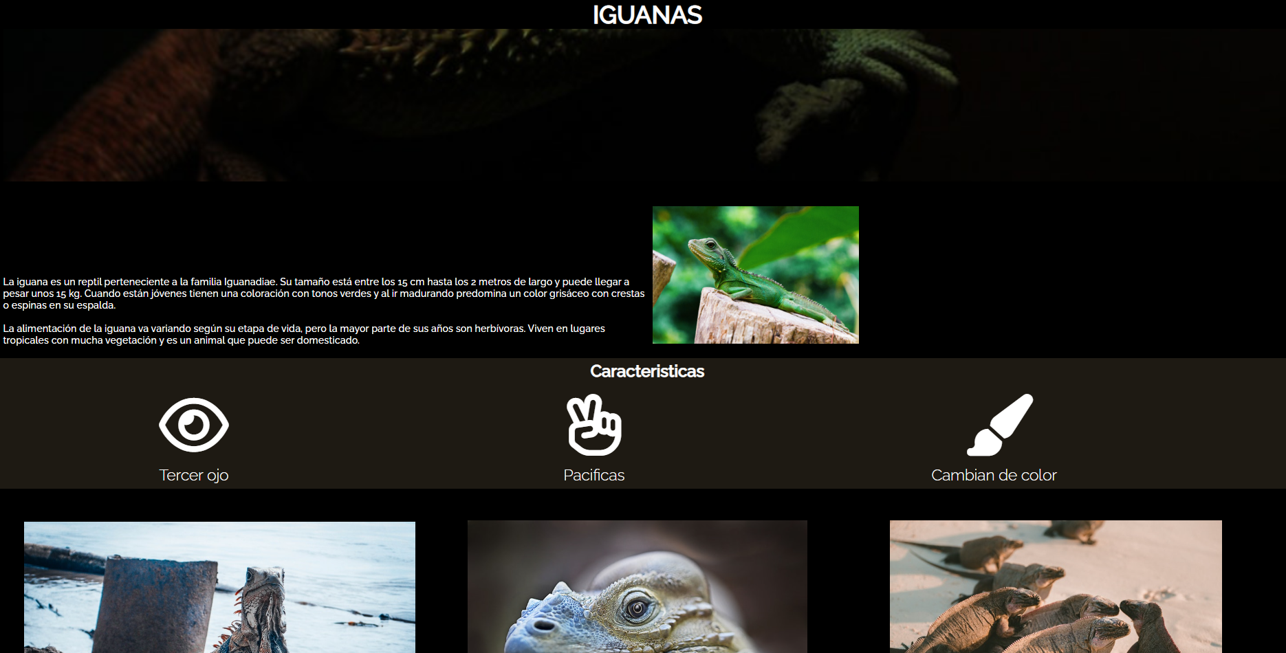 iguana